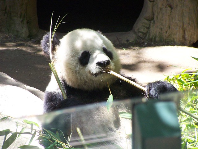 Panda Flickr Panda - a photo on Flickriver