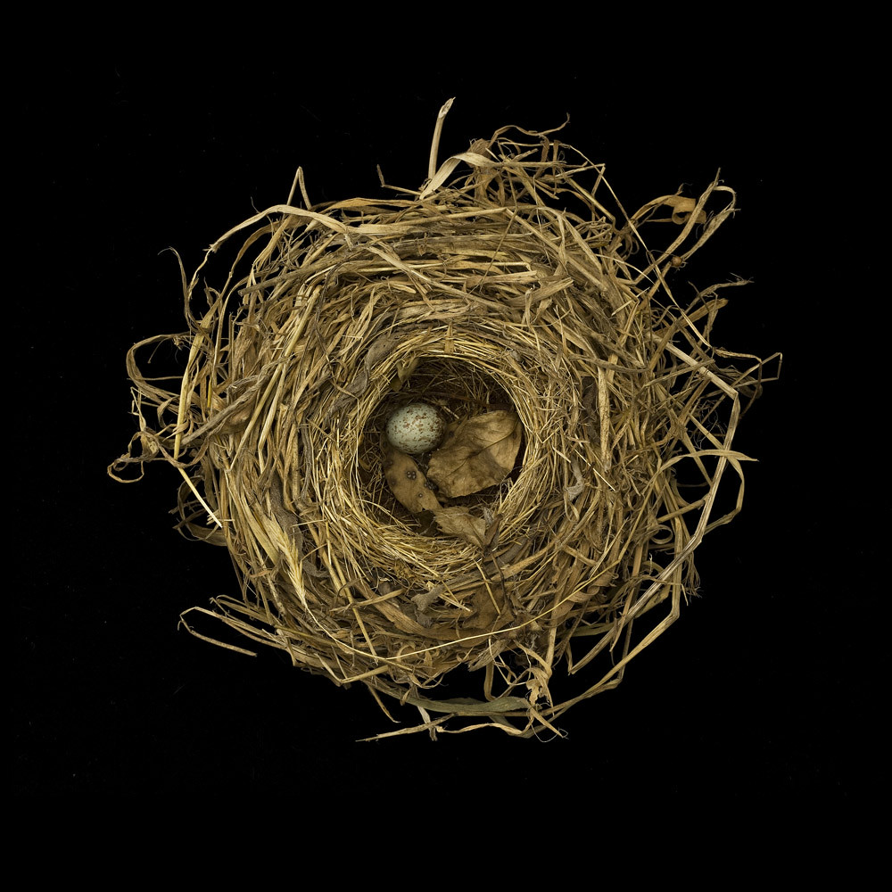 Song Sparrow Song Sparrow Nest With Egg And Rose Leaves Fr Flickr