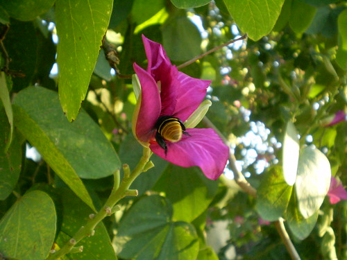 Butuca Butuca | Butuca ou abelhão?? não sei ainda... | Luana Ribas | Flickr