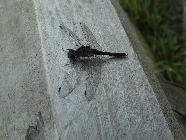 Sympetrum scoticum or danae, Black Darter Dragonfly, Crombie_Park_Pond_170906_2_1