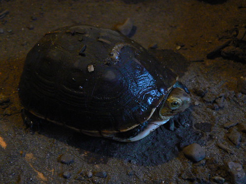 Chinese Box Turtle | by Kristin "Shoe" Shoemaker