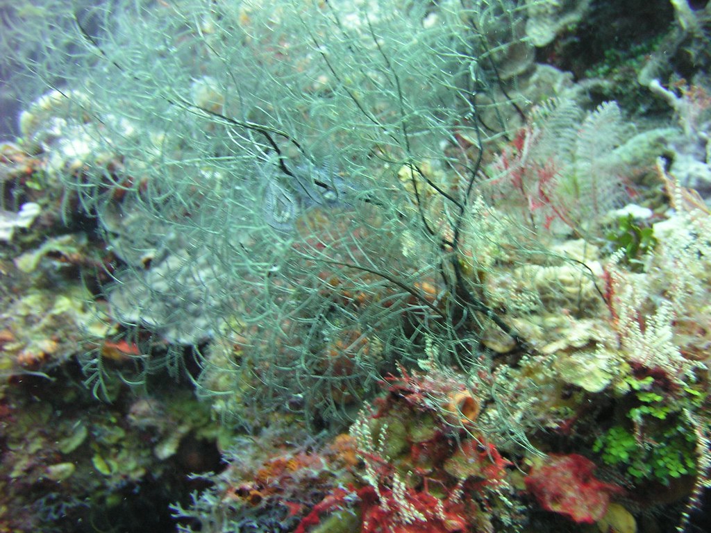 Yucab Reef