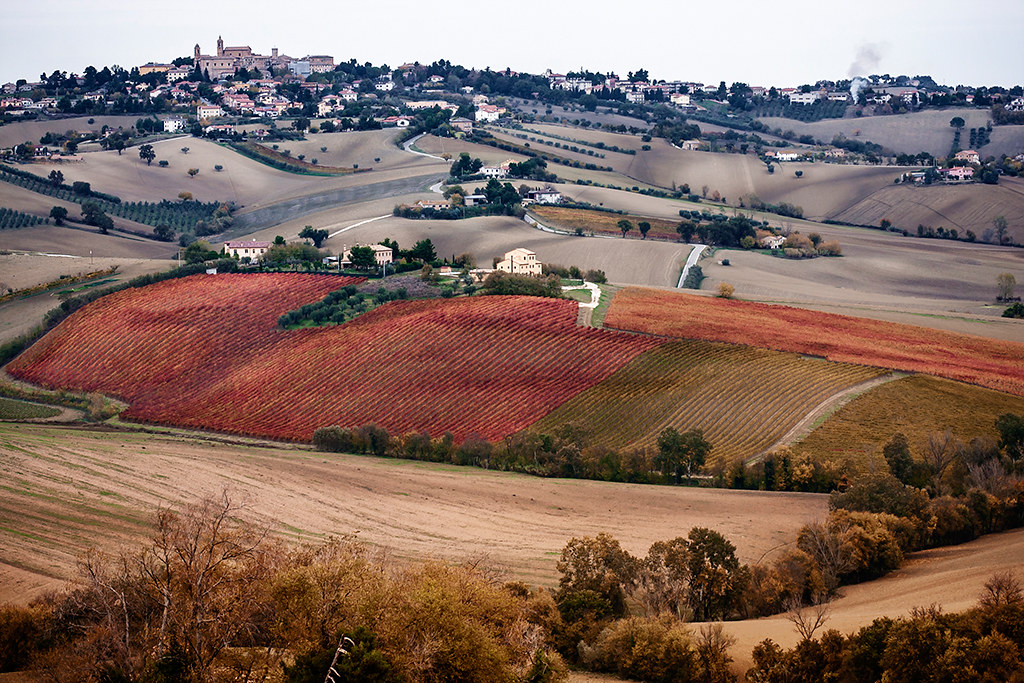 Landscape: The Land of Wine by .Gianluca