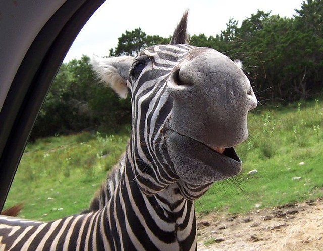 Funny Face Zebra 2
