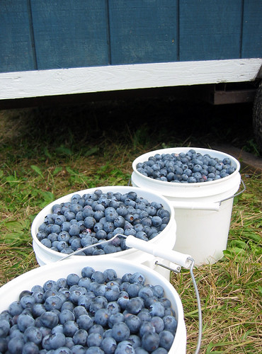 buckets of blueberries | by rocketlass