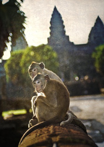 Monkey Love by Trey Ratcliff