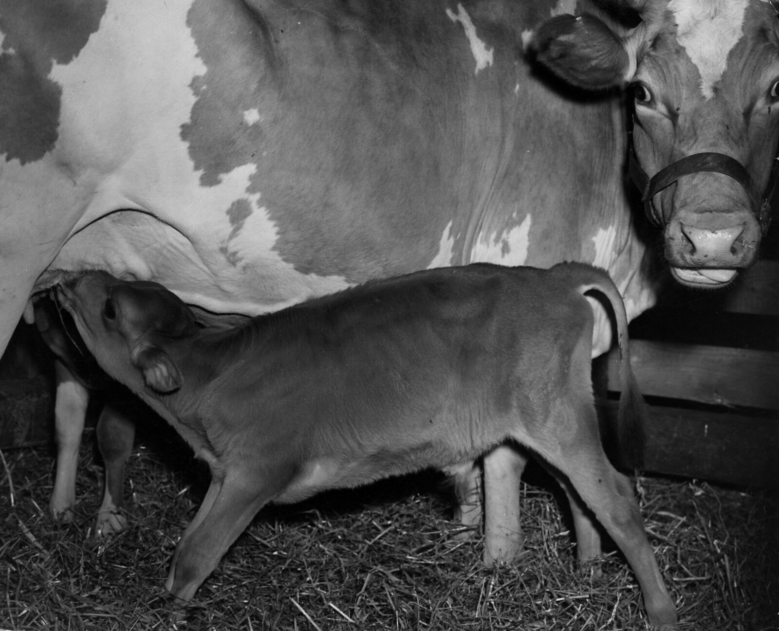 Cow and calf on farm