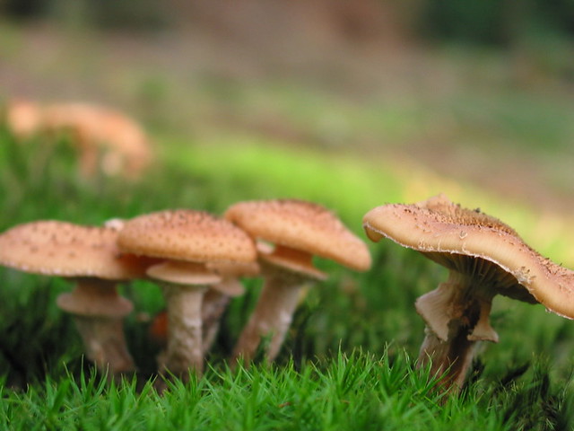 Plain Nature | Mushrooms