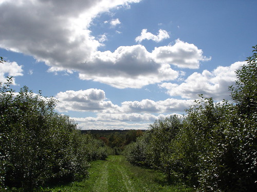 Orchard Clouds