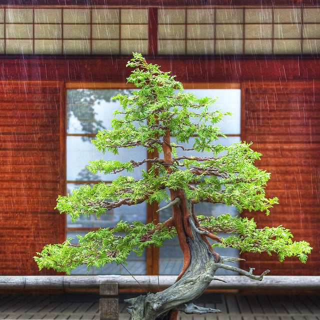 bonsai tree in the rain