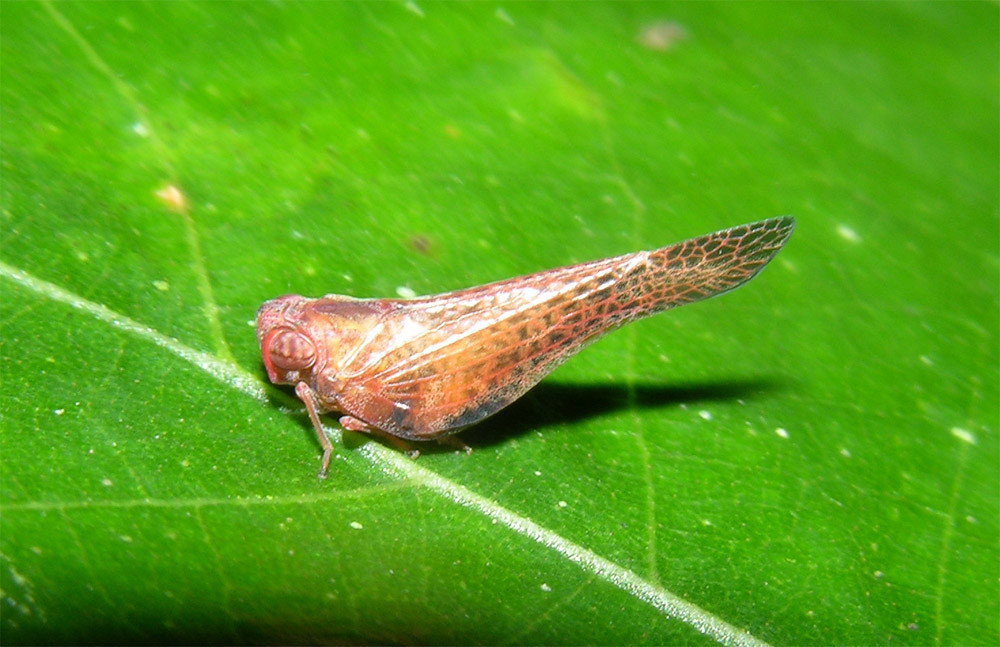 Flatid leafhopper (Cyarda sp), Panama