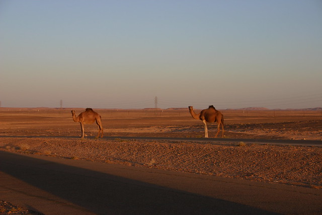 Camels near Ghadames, Libya