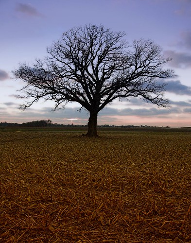 trees sunset tree illinois oak cornfield notblogged oaktree burroak notei loneoaktree notcipb nottwit