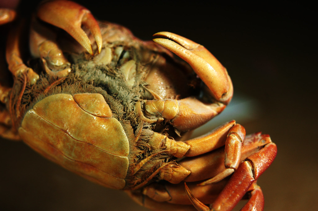 Shore crab by visualdensity