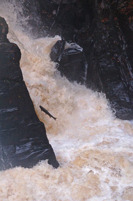 Salmon leaping, Hermitage waterfall, Dunkeld