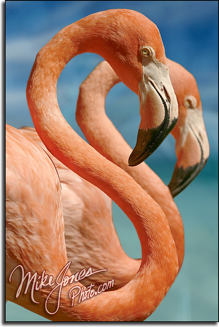 Flamingos