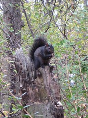 Central Park Black Squirrel