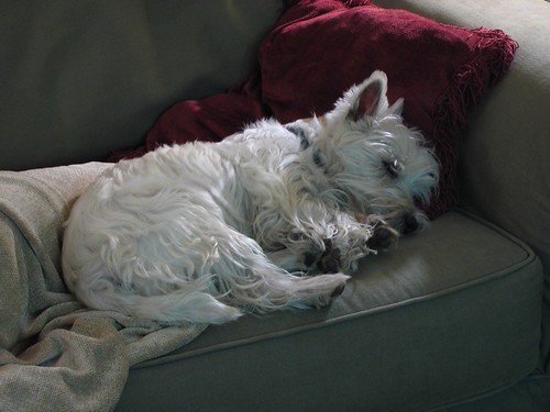 Wee Westie's Bed Time
