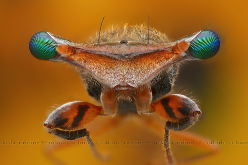hungary supermacro diptera focusstack canoneos5d photomacrography insectmacro diopsidae stalkeyedfly microscopeobjective