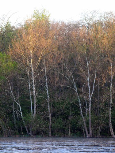 morning trees river spring kankakee
