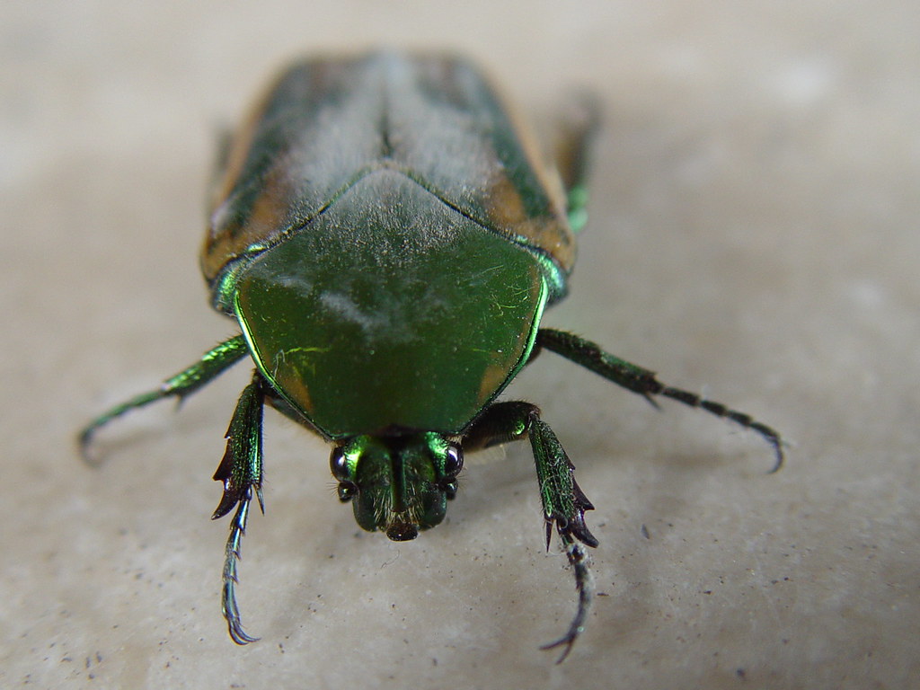 beetle甲蟲 - 甲蟲飼養箱佈置
