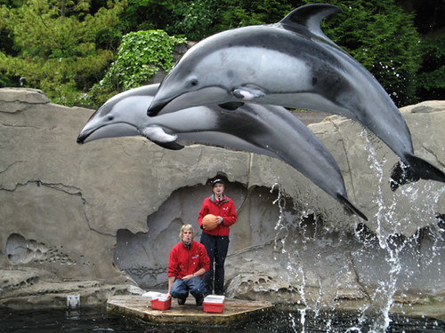 Vancouver Aquarium Dolphins
