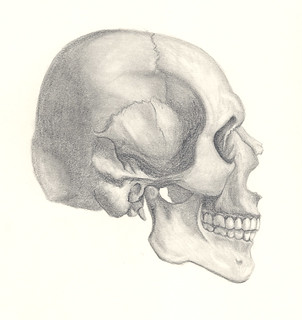 Skull - Side View | by krisheding