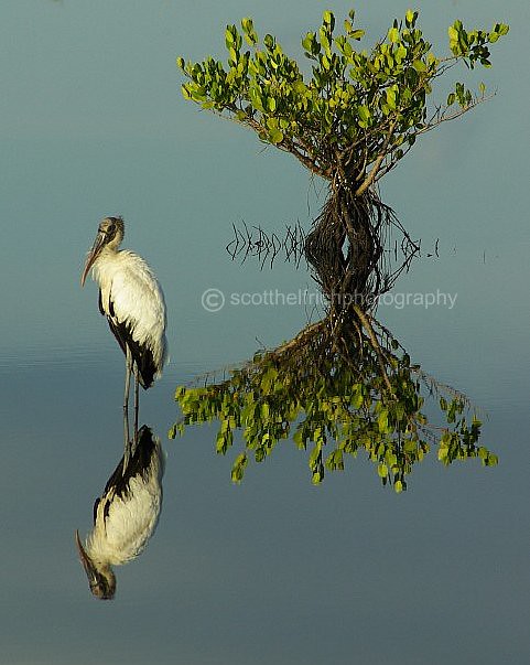 Woodstork,which way is up?