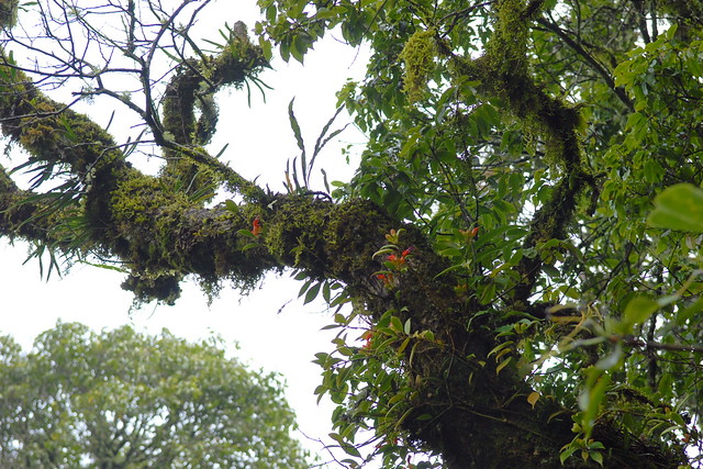 Epiphytes on tree branch including Aeschynanthus sp.