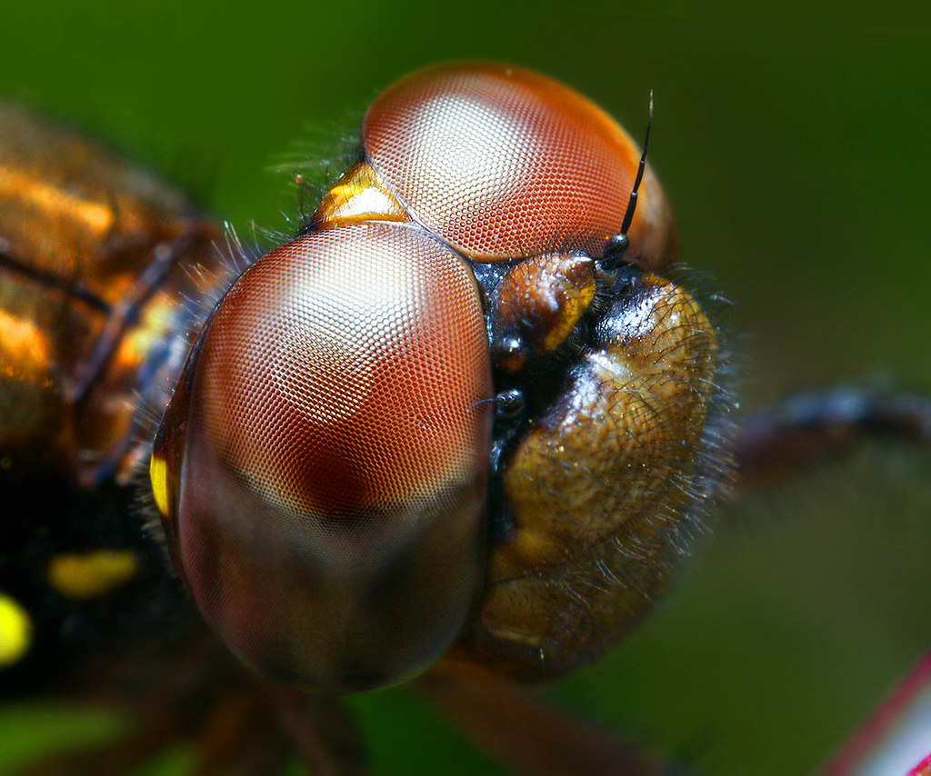 Фото насекомых. Фотографии насекомых. Микрокосмос Муха. Мир насекомых фото. Все насекомые мира.
