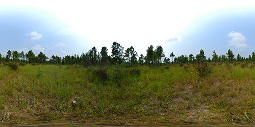 panorama pine pano 360 lynchburg savanna dnr equirectangular longleaf scdnr heritagepreserve imperiled lynchburgsavannaheritagepreserve