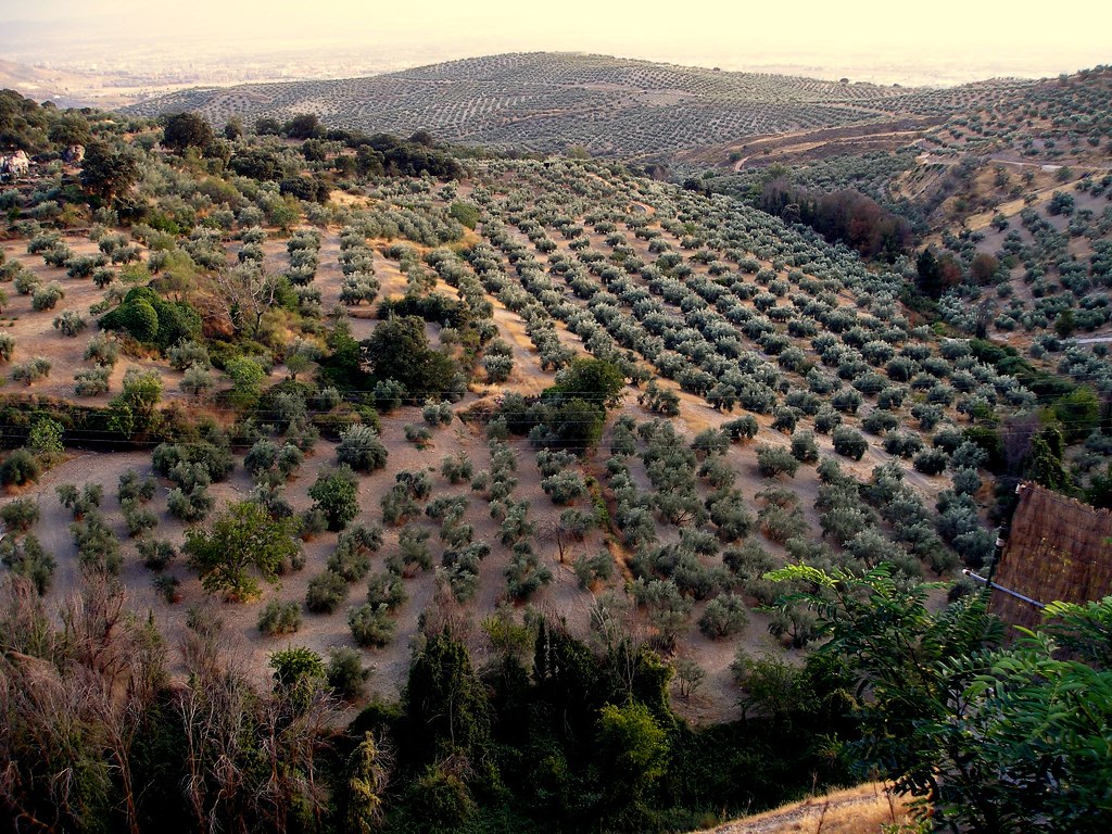 Olive Grove in Andalusia