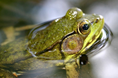 A Frog's Surface Tension by Razzy Raz