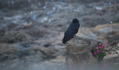 Crow with Sea Pinks on Basalt | by In Memoriam: russell.tomlin