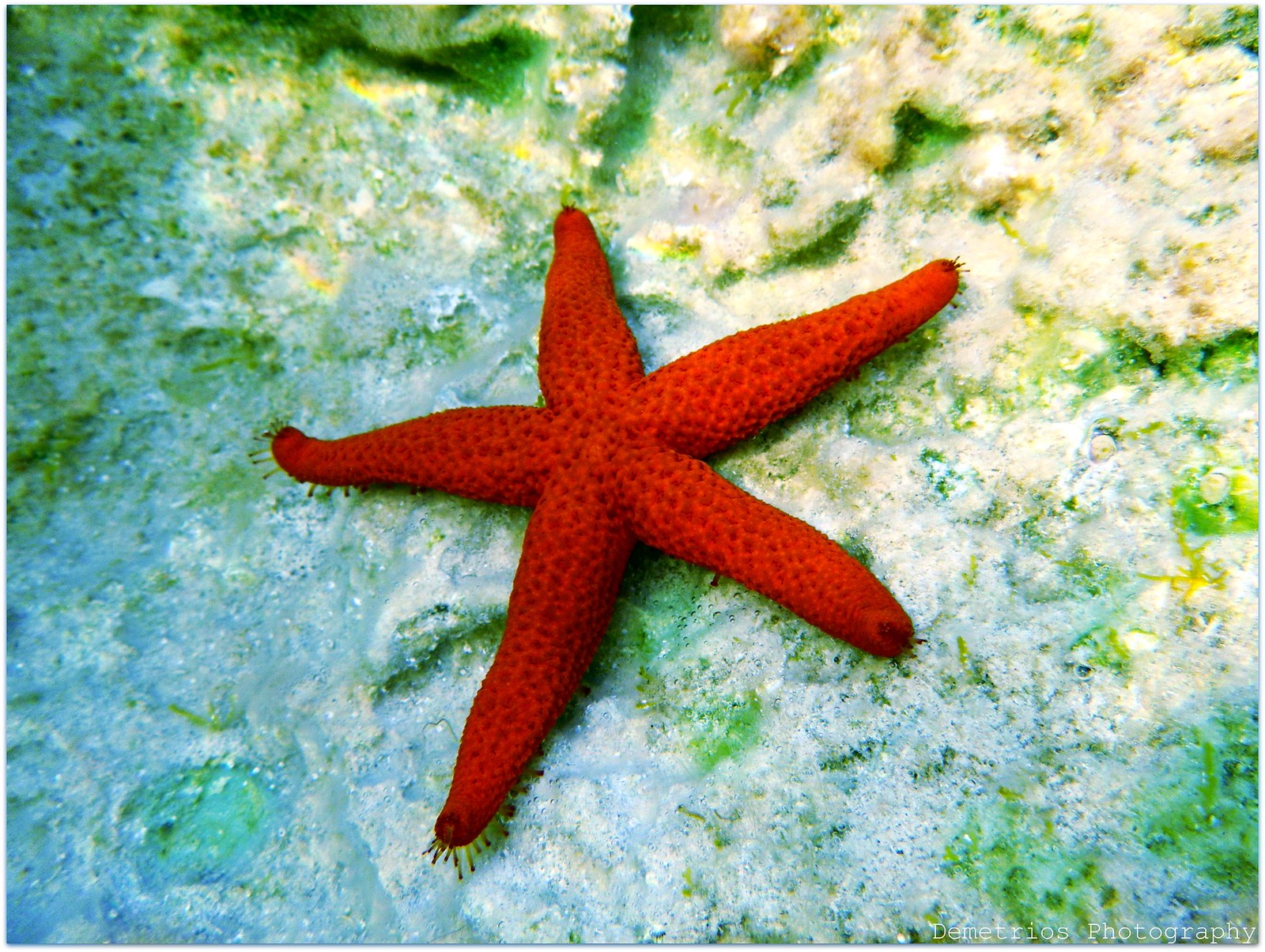 Тело морской звезды. Морская звезда зернистый кориастер. Морская звезда Формия. Морские звезды Монерон. Морская звезда Формия красная.
