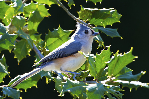 Titmouse by Larry Hennessy