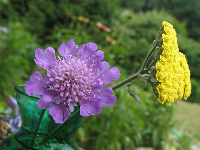 Pincushion and Yarrow Flower