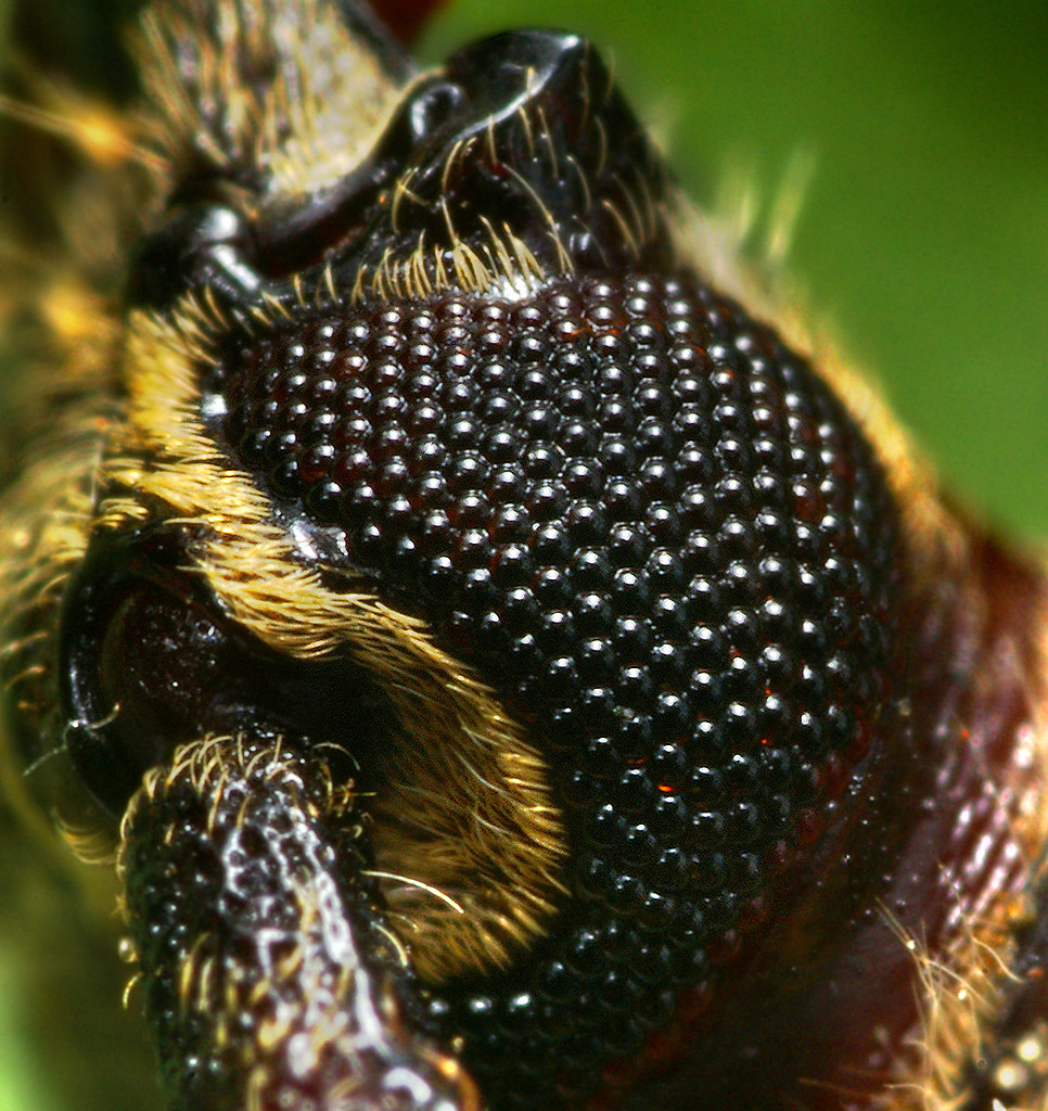 Страшный мир насекомых. Макросъемка насекомых. Необычные жуки. Насекомые макро.