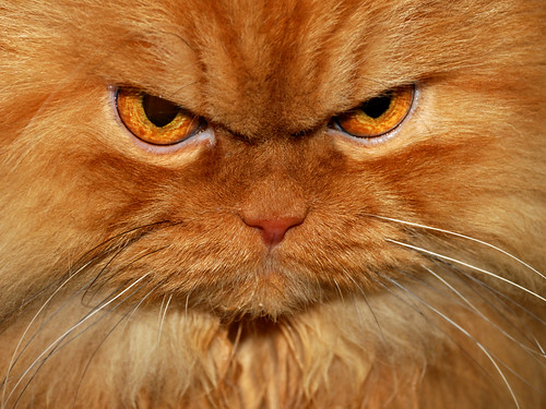 Se billederne: Er dette den vredeste kat på internettet? | BT sandt - www.bt.dk
