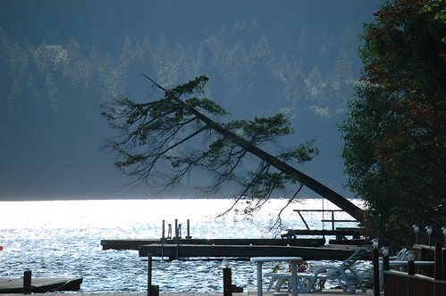 Failing Tree at Sunset by natpie, trees sunset shadow summer sun tree green broken nature wet water swim outdoors washington dock d70s