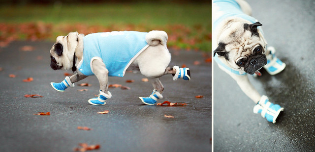 Just for fun - boot season for pugs!