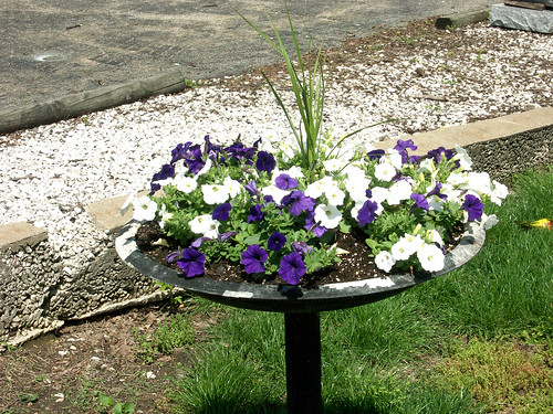 Purple and White Petunias - Ste. Genevieve MO - May 2007