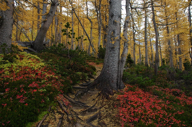 FALL