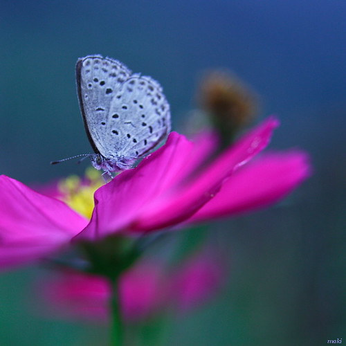 Pale grass blue on Cosmos by Maki_C30D
