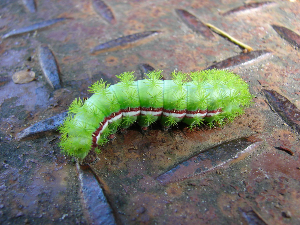 Io Moth Caterpillar | If you ever see one of these, don't to… | Flickr