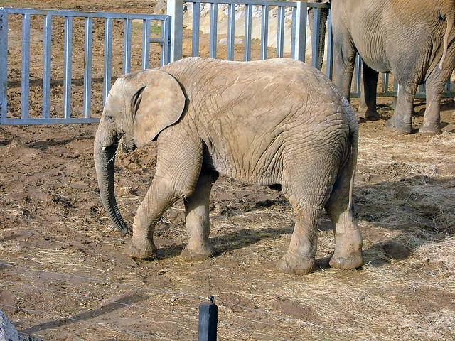 Colchester Zoo - England - Baby African Elephant - November 12th 2006
