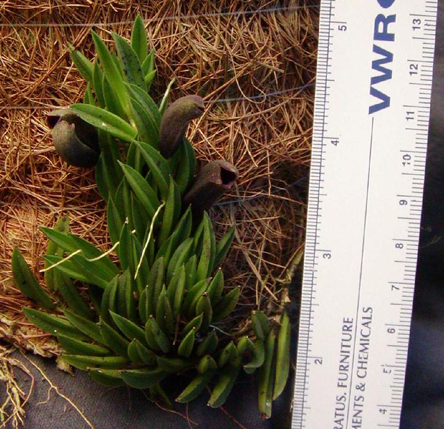 Pleurothallis sarracenia (or Acianthera sarracenia, or Acianthera bragae)