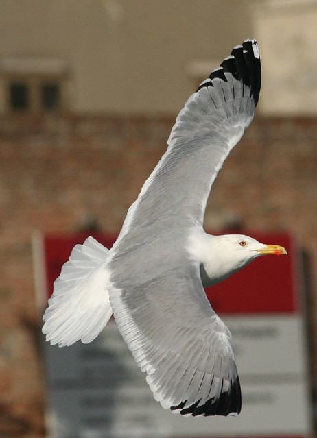 Weisskopfmöwe - Yellow-legged Gull - Gabbiano reale (Larus michahellis)