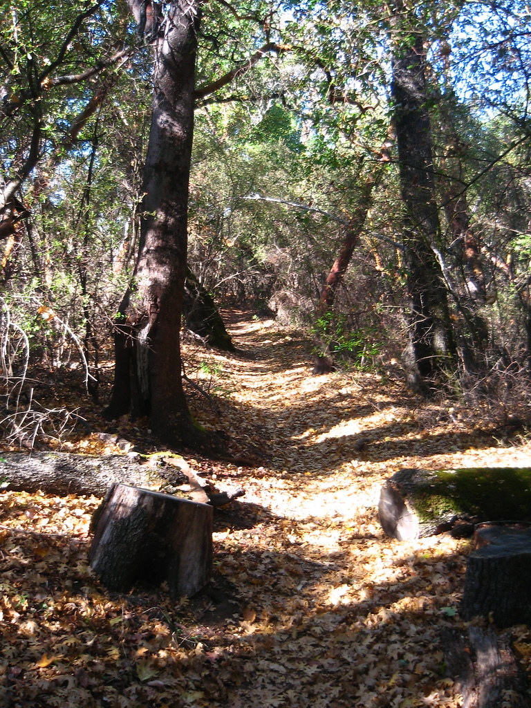 Leaf-Covered Trail