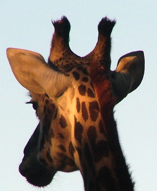 San Diego Zoo - Giraffe - December 2005